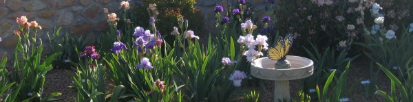 Steve's Iris Garden