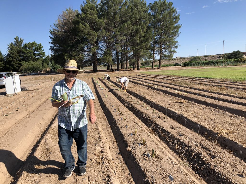 Roy planting Irises at NMSU Fabian Garcia Gardens, 2019