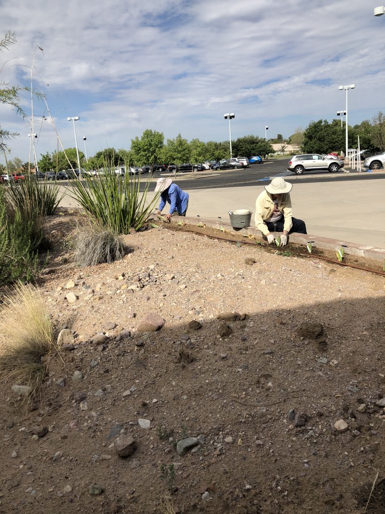 Club members from all over NM plant irises for the 2021 AIS National Convention