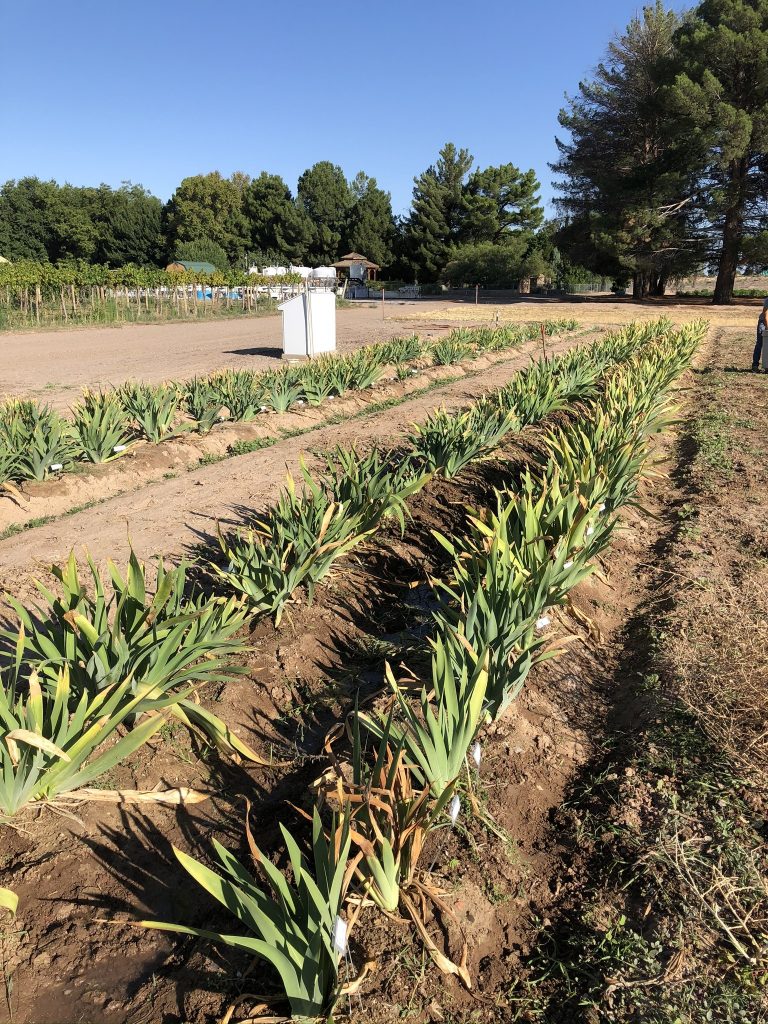 Fabian Garcia Iris Gardens