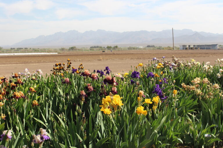 Calhoun Flower Farm