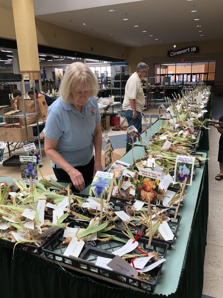 Cynthia checking the rhizomes for sale at the Mesilla Valley Mall the weekend after Labor Day weekend in 2019