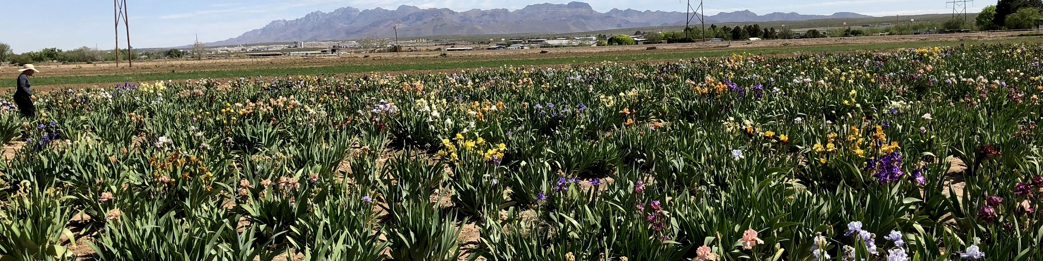 Blue J Iris Garden has over 4000 irises and covers acres