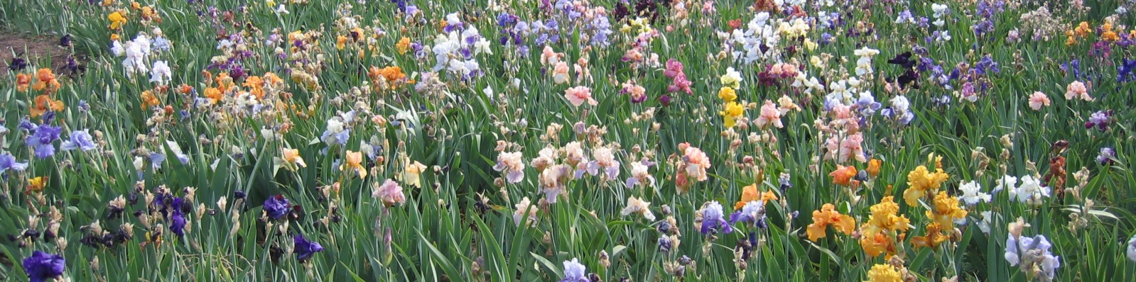 Rosemary's Iris garden