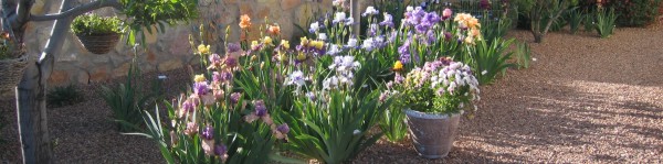 Steve's Iris garden