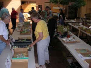Read more about the article SFIS Annual Rhizome Sale